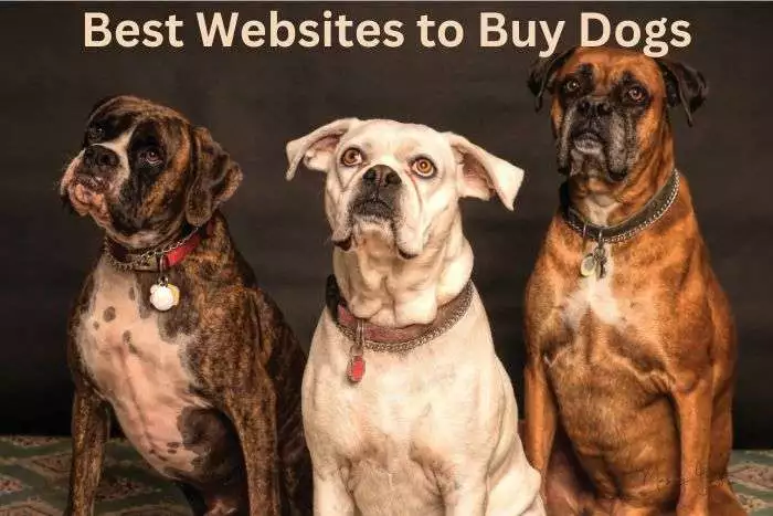 Best Websites to Buy Dogs